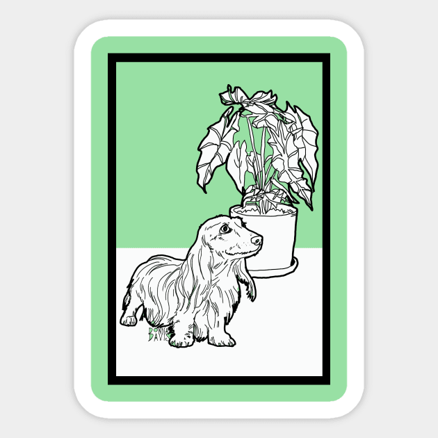 Elephant ear plant and dogs 2025